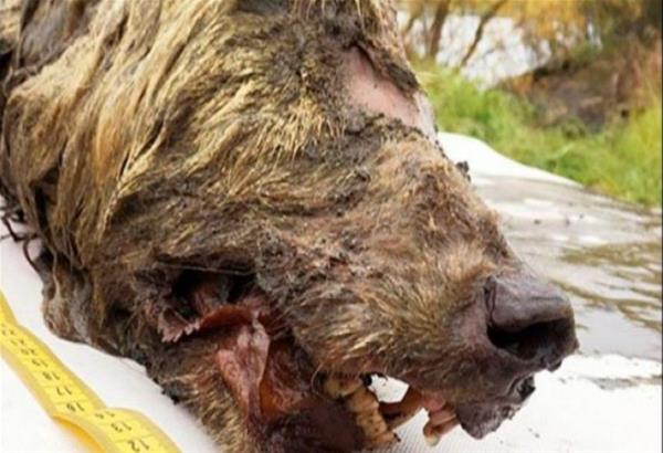 Βρέθηκε ''ανέπαφο'' γιγαντιαίο κεφάλι προϊστορικού λύκου 40.000 ετών 