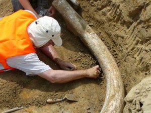 Χαυλιόδοντες μαμούθ ηλικίας 1 εκατομμυρίου ετών βρέθηκαν τυχαία έξω από τη Βιέννη
