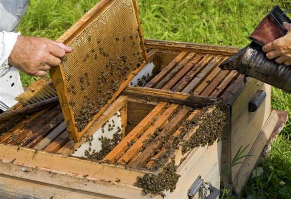 Χαλκιδική: Συνελήφθησαν 2 άνδρες από την Αλβανία που έκλεβαν κυψέλες μελισσών