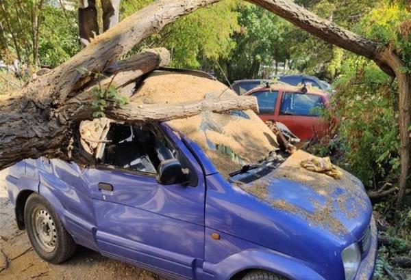 Ανατολική Θεσσαλονίκη: Ζημιές σε τέσσερα Ι.Χ. αυτοκίνητα από πτώση δέντρου