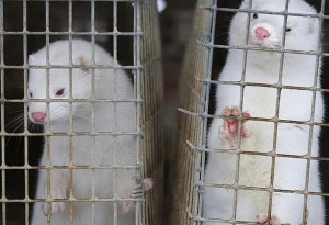 Κορωνοϊός-Καστοριά: Θετικοί δύο εργαζόμενοι σε φάρμα με μινκ - Τι έδειξαν τα τεστ στα ζώα