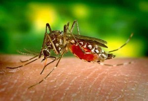 Mosquito Vision: e-νημέρωση για τα κουνούπια