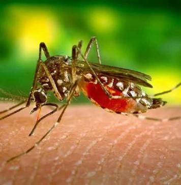 Mosquito Vision: e-νημέρωση για τα κουνούπια