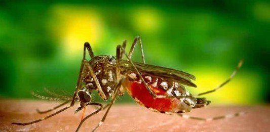 Mosquito Vision: e-νημέρωση για τα κουνούπια