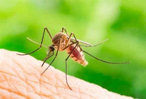 Δήμος Κορδελιού Ευόσμου: ξεκινούν επίγειοι ψεκασμοί κατά των κουνουπιών