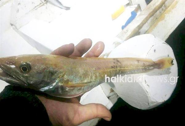 Κασσάνδρα Χαλκιδικής: Ένας χρυσός μπακαλιάρος στα δίχτυα ψαρά
