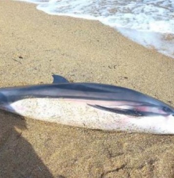 Νεκρό δελφίνι εντοπίστηκε στην παραλία της Κομίτσας στη Χαλκιδική