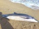 Νεκρό δελφίνι εντοπίστηκε στην παραλία της Κομίτσας στη Χαλκιδική