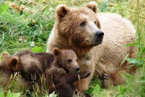 Εθελοντές για την προστασία της Αρκούδας αναζητά η Καλλιστώ