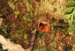 Gastrodia agnicellus: Δείτε την πιο άσχημη ορχιδέα στον κόσμο