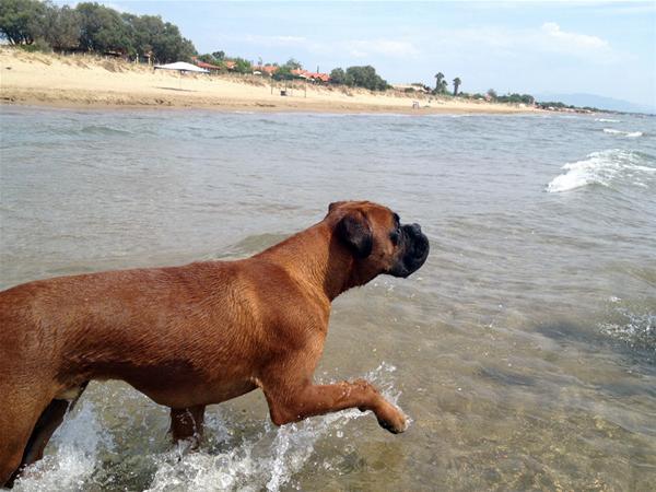 Παραλίες για σκύλους 2015: Δείτε πού επιτρέπεται το κολύμπι για σκύλους!