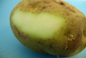 Πατάτες που ''πρασινίζουν'': Γνωρίζετε τους κινδύνους;