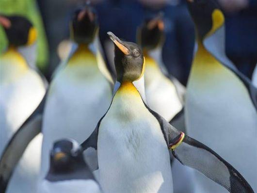 Ένα παγόβουνο εξολόθρευσε μια αποικία πιγκουίνων στην Ανταρκτική