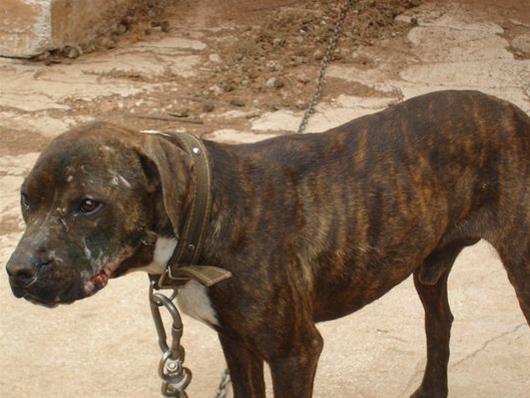 Καταδικάστηκαν για κακοποίηση σκύλων pitbulls, άτομα που ενέχονται σε κυνομαχίες