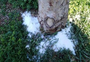 Νέα Παραλία Θεσσαλονίκης: Νέα «επίθεση αγνώστων» με αλάτι στα δέντρα του Παραλιακού μετώπου