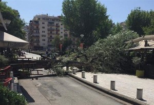 Θεσσαλονίκη: Πτώση δέντρου στην Πλατεία Ναυαρίνου