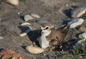 Δράση για την Άγρια Ζωή: Προσοχή στις παραλίες, παρυδάτια πουλιά έχουν φτιάξει φωλιές