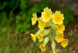 Πρίμουλα-Το λουλούδι του Δαρβίνου: Γιατί το κυνηγούν κάθε άνοιξη 