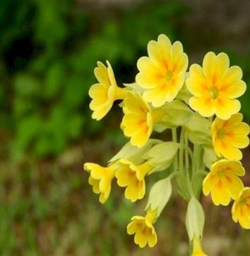 Πρίμουλα-Το λουλούδι του Δαρβίνου: Γιατί το κυνηγούν κάθε άνοιξη 