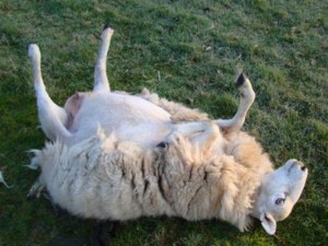Πρόβατα έφαγαν 200 κιλά χασίς!