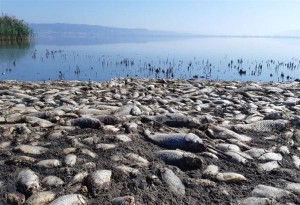 Λίμνη Κορώνεια ώρα μηδέν: Χιλιάδες νεκρά ψάρια και χαμηλή στάθμη 