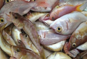 Γεμάτα αντιβιοτικά και ψυχοφάρμακα τα ψάρια που τρώμε επισημαίνει ο πρύτανης και διευθυντής του τμήματος Χημείας του Πανεπιστημίου Ιωαννίνων