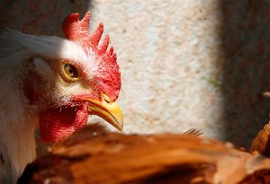 Ραγδαία αύξηση κρουσμάτων Γρίπης των πτηνών - Ανακοίνωση της Διεύθυνσης Κτηνιατρικής ΠΚΜ