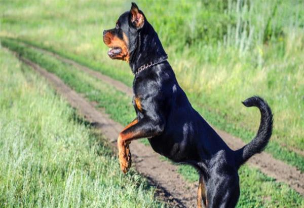 Ρόδος: Σκυλιά ροτβάιλερ επιτέθηκαν σε τουρίστες στα «Στεγνά»