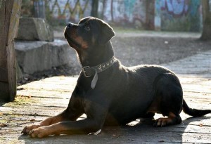 Αθήνα: Σύλληψη δύο κακοποιών που χρησιμοποίησαν σκύλο για τις ληστείες τους (βίντεο)
