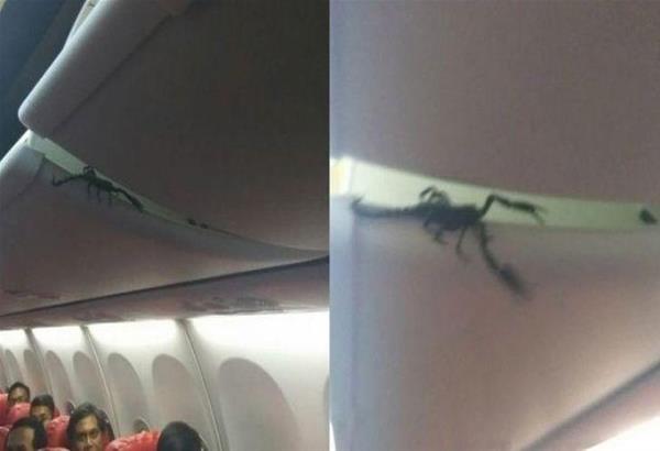 Viral ο σκορπιός που προκάλεσε πανικό στους επιβάτες εν ώρα πτήσης