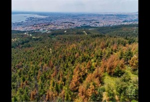 Ιγνάτιος Καϊτεζίδης: Νέα παρέμβαση για το έντομο που αποδεκατίζει δέντρα στο Σέιχ Σού