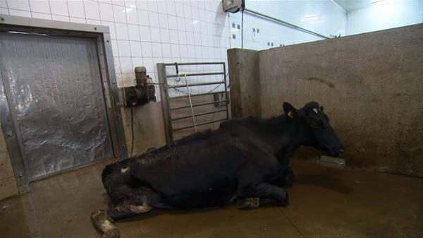 Πολωνία: Σφάζουν άρρωστες αγελάδες και πουλάνε το κρέας τους. Βίντεο