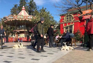 Ο Δήμος Θεσσαλονίκης ενημερώνει: Tα αδέσποτα σκυλιά που βρίσκονται στο Χριστουγεννιάτικο Χωριό είναι ακίνδυνα 