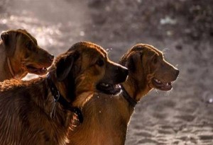 Μην κυκλοφορείτε στο Σέιχ Σου-  επικίνδυνες αγέλες σκύλων. Ανακοίνωση των όμορων Δήμων Θεσσαλονίκης για τα σκυλιά στο Σειχ Σου