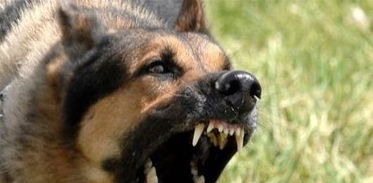 Σοκ στο Βόλο: Σκύλος κατακρεούργησε 30χρονο