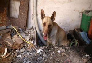 Η ηρωική σκυλίτσα που κατάφερε να σώσει τα μικρά της από τη φωτιά στον Υμηττό. Φωτό