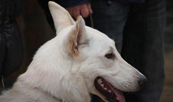 Ένας σκύλος γίνεται πρεσβευτής του τουρισμού της Θεσσαλονίκης στη ρωσική τηλεόραση