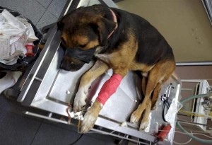 Φιλοζωική οργάνωση «Άριελ»: Δηλητηρίασαν με φόλες αδέσποτα σκυλιά στα Διαβατά Θεσσαλονίκης. 