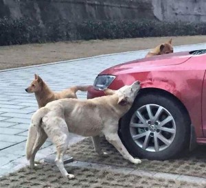 Οδηγός κλώτσησε σκύλο για να παρκάρει- Εκείνος έφερε την... παρέα του και του κατέστρεψαν το αμάξι