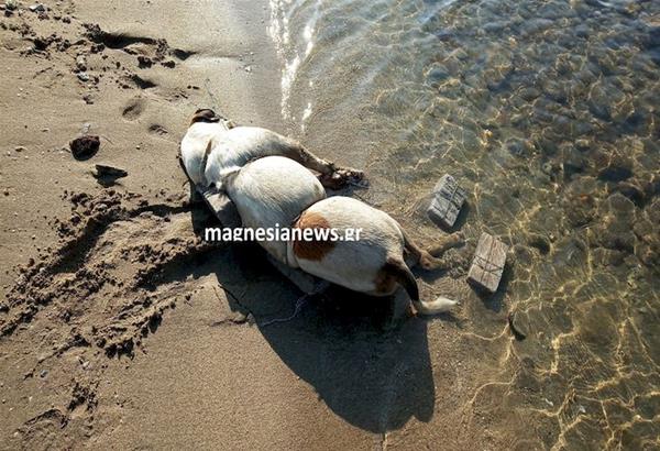 Βόλος Μαγνησία: Απίστευτη βαρβαρότητα. Έδεσε πέτρες  στο κορμί σκύλου& το έριξε στη θάλασσα...