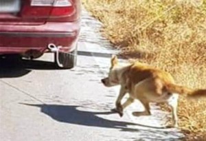 Ρέθυμνο Κρήτης: Συνελήφθη 73χρονος Έλληνας που έσερνε με το όχημά του σκύλο 