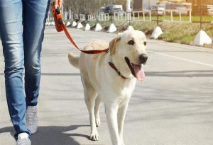 Τα ευτράπελα της καραντίνας -Στη Θεσσαλονίκη ζητούν να υιοθετήσουν σκυλιά με fast track διαδικασίες