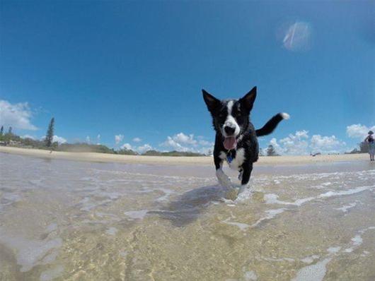 Παραλίες φιλικές για σκύλους στο δήμο Θερμαϊκού