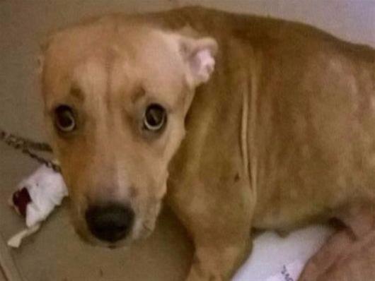 Κτηνωδία: Έριξαν σκύλο απο μπαλκόνι τρίτου ορόφου στην Αθήνα