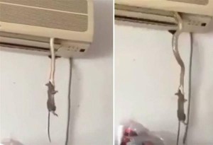 Φίδι βγήκε από κλιματιστικό και άρπαξε ποντίκι. Δείτε το σοκαριστικό βίντεο