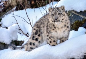 ΗΠΑ: Τρεις λεοπαρδάλεις χιονιού σε ζωολογικό κήπο θετικές στον Covid-19