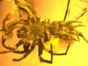 Ανακαλύφθηκε προϊστορική αράχνη με ουρά τριών χιλιοστών!