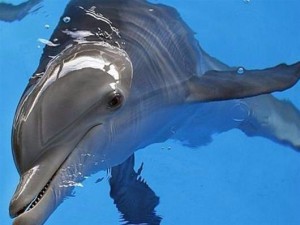 Βρέθηκε νεκρό δελφίνι σε παραλία της Θεσσαλονίκης