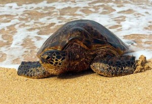 Καβάλα: Δύο θαλάσσιες χελώνες εντοπίστηκαν νεκρές σε παραλίες