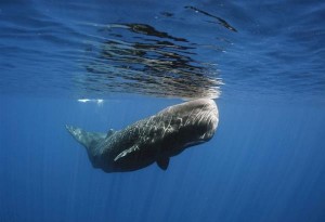 Γιατί τα κόπρανα της φάλαινας φυσητήρα κοστίζουν περισσότερο και από το ασήμι;